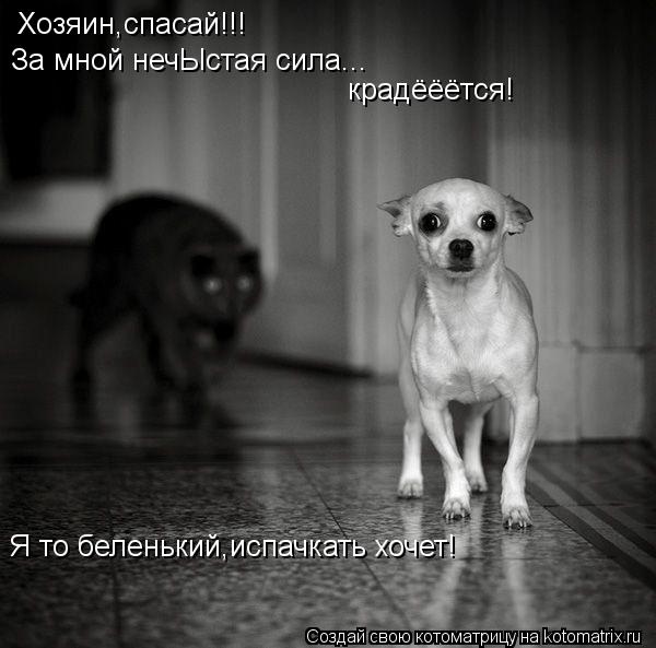Хозяин,спасай!!! За мной нечЫстая сила... крадёёётся! Я то беленький,испачкать хочет!... Котоматрица: Хозяин,спасай!!! За мной нечЫстая сила... крадёёётся! Я то беленький,испачкать хочет!