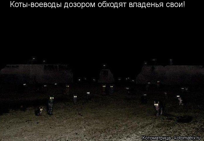 Коты-воеводы дозором обходят владенья свои!... Котоматрица: Коты-воеводы дозором обходят владенья свои!