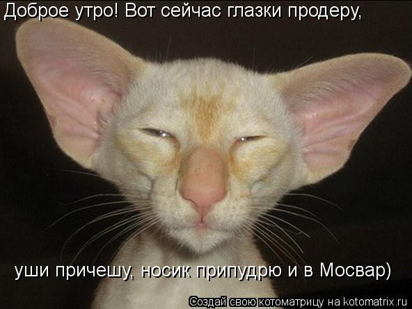 Доброе утро! Вот сейчас глазки продеру, уши причешу, носик припудрю и в Мосвар)... Котоматрица: Доброе утро! Вот сейчас глазки продеру, уши причешу, носик припудрю и в Мосвар)