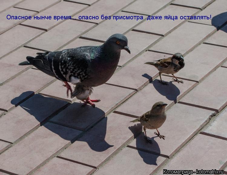 Опасное нынче время... опасно без присмотра даже яйца оставлять!... Котоматрица: Опасное нынче время... опасно без присмотра даже яйца оставлять!