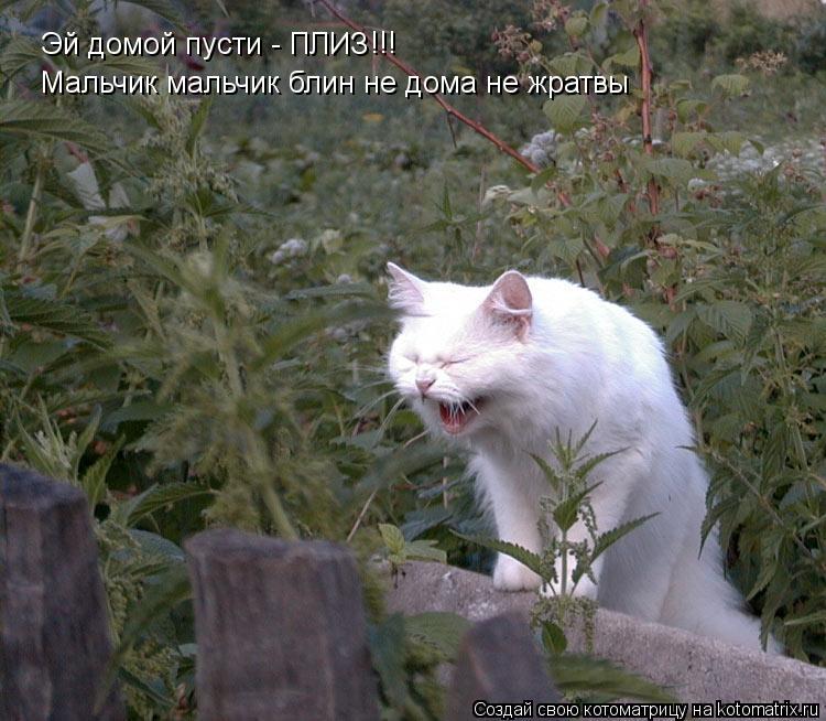 Эй домой пусти - ПЛИЗ !!! Мальчик мальчик блин не дома не жратвы... Котоматрица: Эй домой пусти - ПЛИЗ !!! Мальчик мальчик блин не дома не жратвы