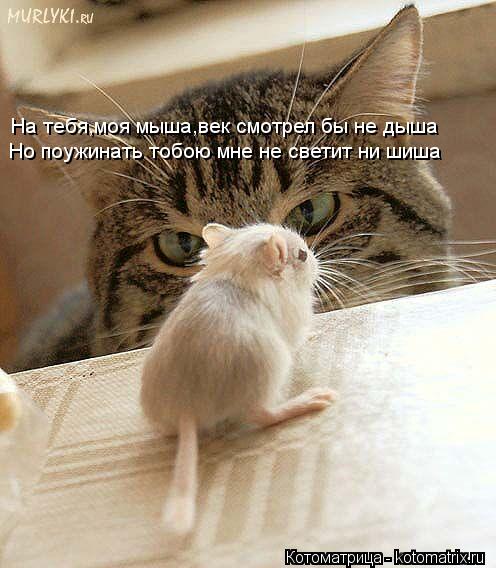 На тебя,моя мыша,век смотрел бы не дыша Но поужинать тобою мне не светит ни шиша... Котоматрица: На тебя,моя мыша,век смотрел бы не дыша Но поужинать тобою мне не светит ни шиша