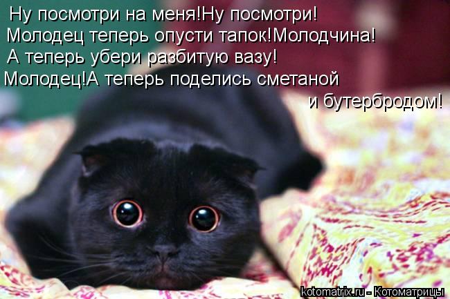 Ну посмотри на меня!Ну посмотри! Молодец теперь опусти тапок!Молодчина! А теперь убери разбитую вазу!... Котоматрица: Ну посмотри на меня!Ну посмотри! Молодец теперь опусти тапок!Молодчина! А теперь убери разбитую вазу! Молодец!А теперь поделись сметаной и б