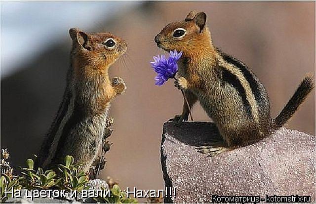 На цветок и вали. : Нахал!!!... Котоматрица: На цветок и вали. : Нахал!!!