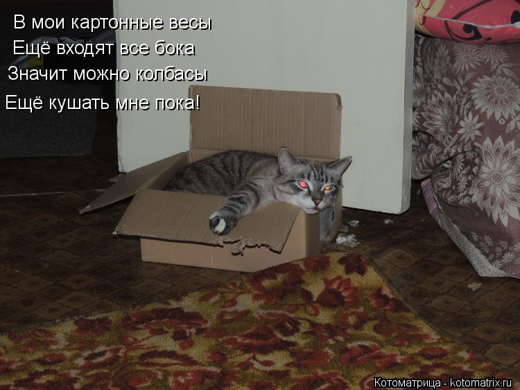 В мои картонные весы Ещё входят все бока Значит можно колбасы Ещё кушать мне пока!... Котоматрица: В мои картонные весы Ещё входят все бока Значит можно колбасы Ещё кушать мне пока!