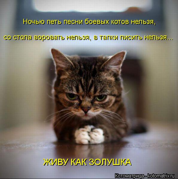 Ночью петь песни боевых котов нельзя, со стола воровать нельзя, в тапки писить нельзя... ЖИВУ КАК ЗОЛ... Котоматрица: Ночью петь песни боевых котов нельзя, со стола воровать нельзя, в тапки писить нельзя... ЖИВУ КАК ЗОЛУШКА