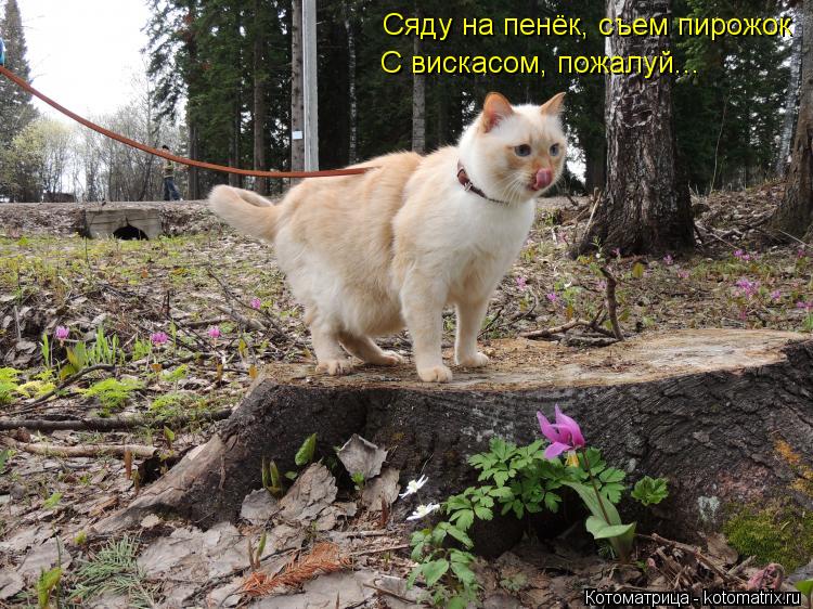 Сяду на пенёк, съем пирожок С вискасом, пожалуй...... Котоматрица: Сяду на пенёк, съем пирожок С вискасом, пожалуй...