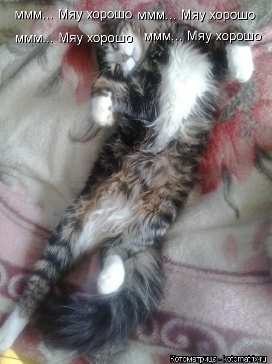 ммм... Мяу хорошо ммм... Мяу хорошо ммм... Мяу хорошо ммм... Мяу хорошо... Котоматрица: ммм... Мяу хорошо ммм... Мяу хорошо ммм... Мяу хорошо ммм... Мяу хорошо