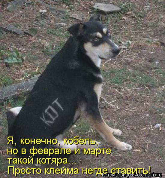 Я, конечно, кобель, но в феврале и марте такой котяра... Просто клейма негде ставить!... Котоматрица: Я, конечно, кобель, но в феврале и марте такой котяра... Просто клейма негде ставить!