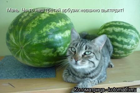 Мань..Че-то наш третий арбузик неважно выглядит!... Котоматрица: Мань..Че-то наш третий арбузик неважно выглядит!