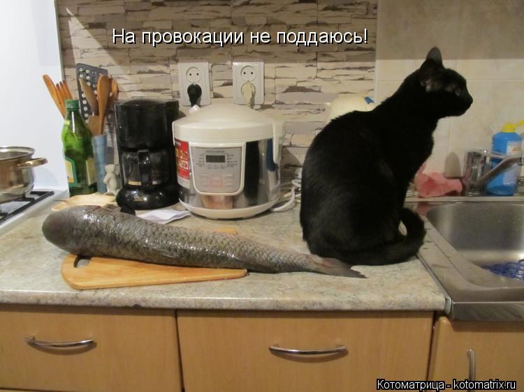 На провокации не поддаюсь!... Котоматрица: На провокации не поддаюсь!