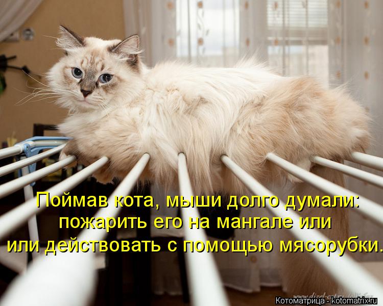 Поймав кота, мыши долго думали: пожарить его на мангале или или действовать с помощью мясорубки...... Котоматрица: Поймав кота, мыши долго думали: пожарить его на мангале или или действовать с помощью мясорубки...