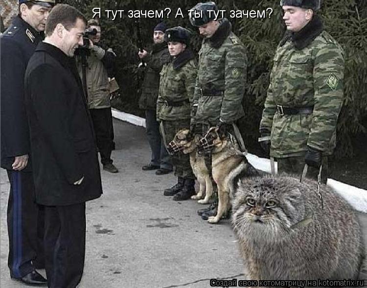 Я тут зачем? А ты тут зачем?... Котоматрица: Я тут зачем? А ты тут зачем?