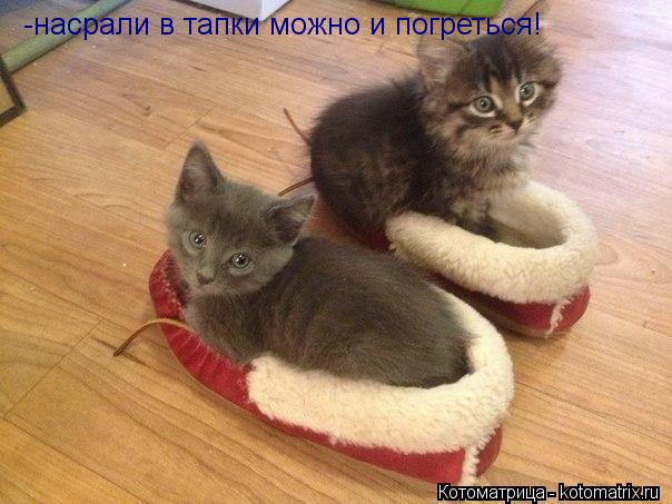 -насрали в тапки можно и погреться!... Котоматрица: -насрали в тапки можно и погреться!