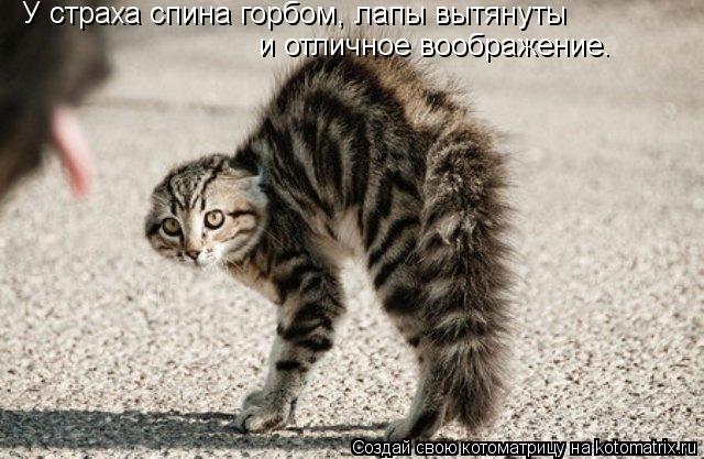 У страха спина горбом, лапы вытянуты и отличное воображение.... Котоматрица: У страха спина горбом, лапы вытянуты и отличное воображение.