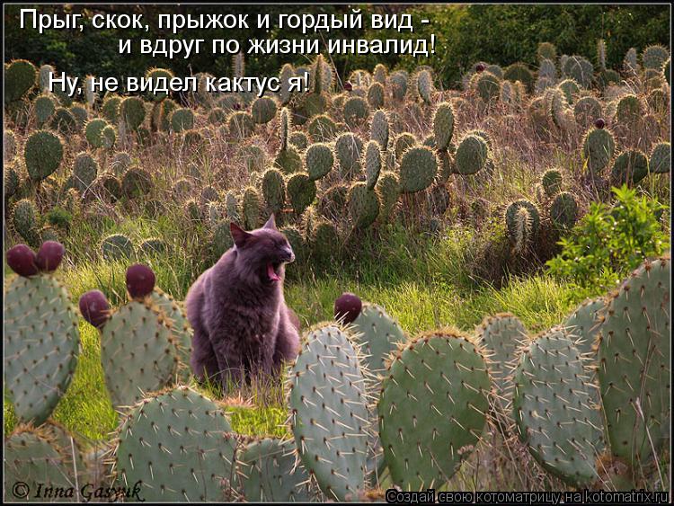 Прыг, скок, прыжок и гордый вид - и вдруг по жизни инвалид! Ну, не видел кактус я!... Котоматрица: Прыг, скок, прыжок и гордый вид - и вдруг по жизни инвалид! Ну, не видел кактус я!