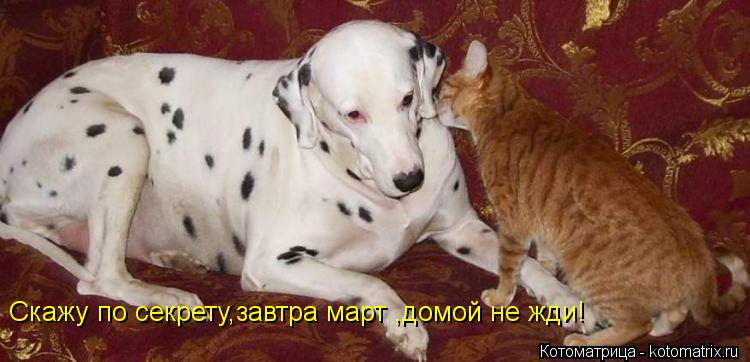 Скажу по секрету,завтра март ,домой не жди!... Котоматрица: Скажу по секрету,завтра март ,домой не жди!