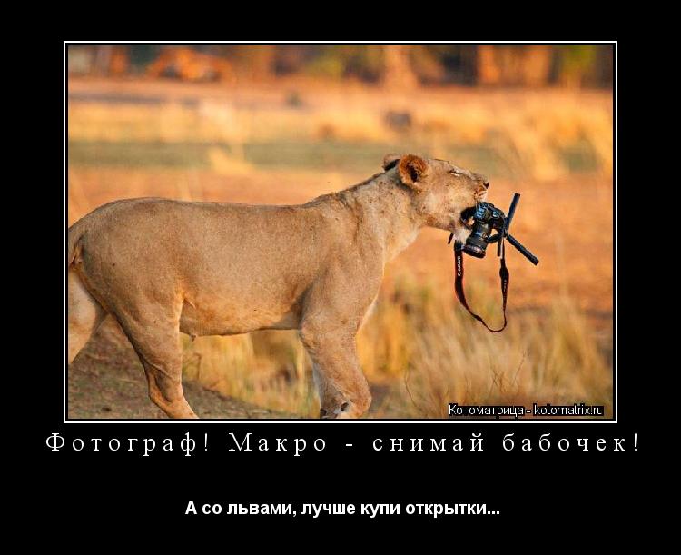 Фотограф! Макро - снимай бабочек! А со львами, лучше купи открытки...... Котоматрица: Фотограф! Макро - снимай бабочек! А со львами, лучше купи открытки...
