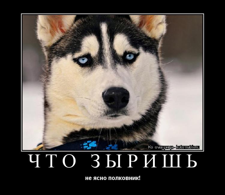 ЧТО ЗЫРИШЬ не ясно полковник!... Котоматрица: ЧТО ЗЫРИШЬ не ясно полковник!