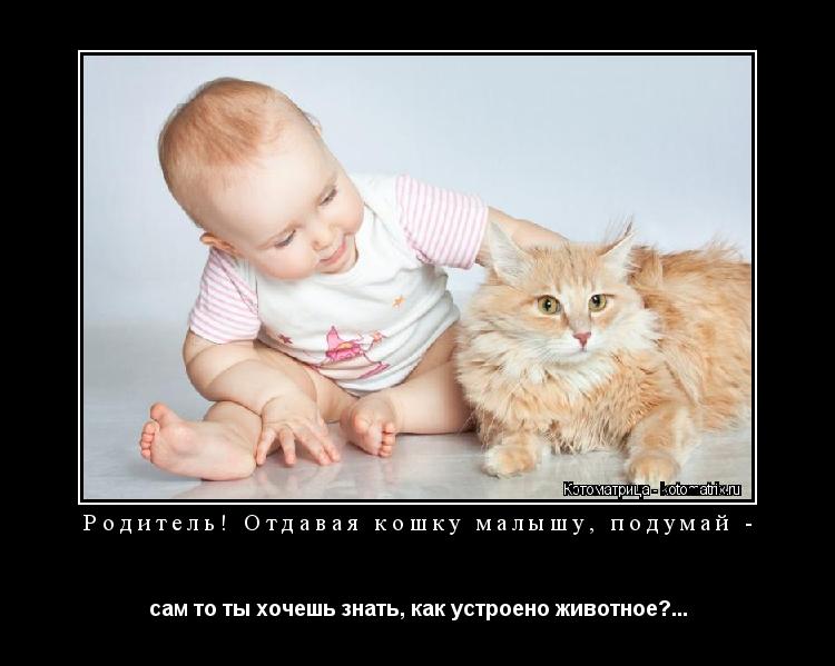 Родитель! Отдавая кошку малышу, подумай - сам то ты хочешь знать, как устроено животное?...... Котоматрица: Родитель! Отдавая кошку малышу, подумай - сам то ты хочешь знать, как устроено животное?...