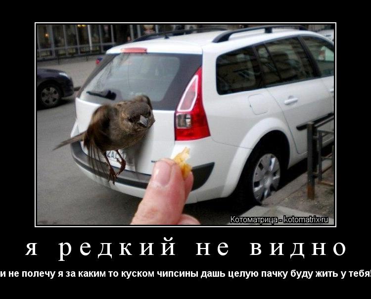 я редкий не видно и не полечу я за каким то куском чипсины дашь целую пачку буду жить у тебя!... Котоматрица: я редкий не видно и не полечу я за каким то куском чипсины дашь целую пачку буду жить у тебя!