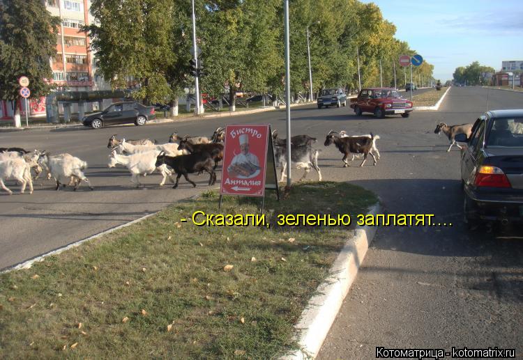 - Сказали, зеленью заплатят....... Котоматрица: - Сказали, зеленью заплатят....