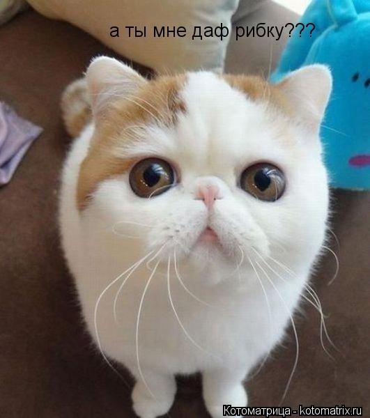 а ты мне даф рибку???... Котоматрица: а ты мне даф рибку???