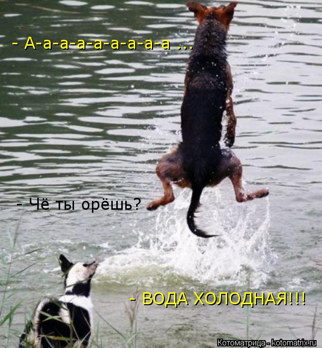 - Чё ты орёшь? - А-а-а-а-а-а-а-а-а ... - ВОДА ХОЛОДНАЯ!!!... Котоматрица: - Чё ты орёшь? - А-а-а-а-а-а-а-а-а ... - ВОДА ХОЛОДНАЯ!!!