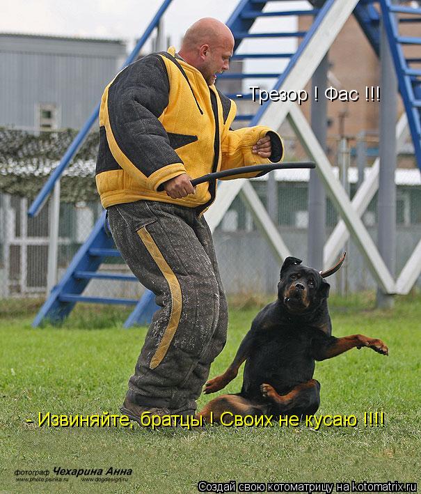 - Трезор ! Фас !!! - Извиняйте, братцы ! Своих не кусаю !!!!... Котоматрица: - Трезор ! Фас !!! - Извиняйте, братцы ! Своих не кусаю !!!!