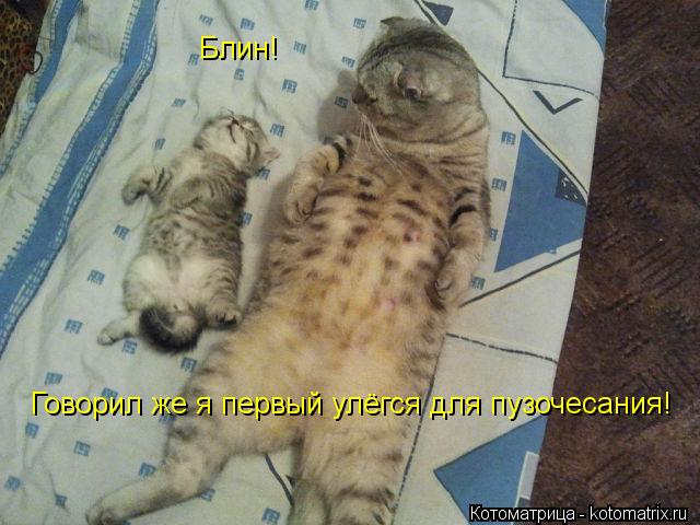 Блин! Говорил же я первый улёгся для пузочесания!... Котоматрица: Блин! Говорил же я первый улёгся для пузочесания!