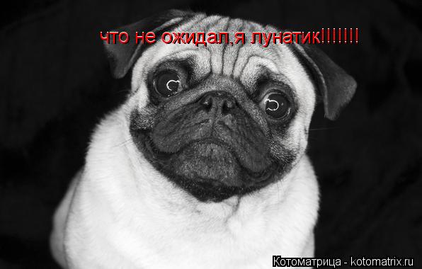 что не ожидал,я лунатик!!!!!!! что не ожидал,я лунатик!!!!!!!... Котоматрица: что не ожидал,я лунатик!!!!!!! что не ожидал,я лунатик!!!!!!!