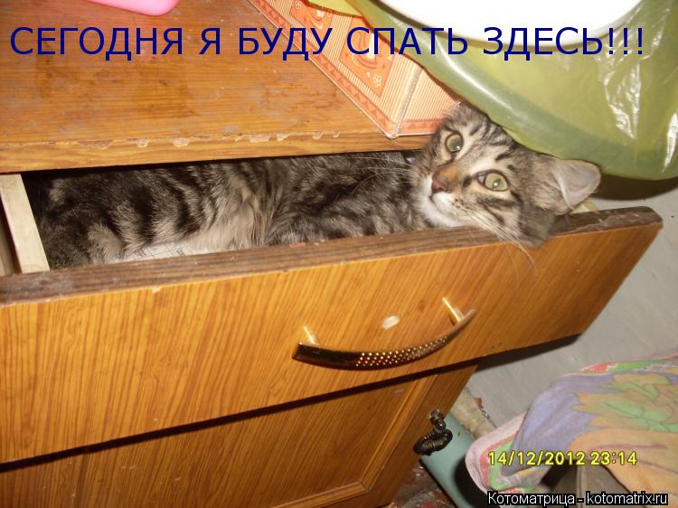 СЕГОДНЯ Я БУДУ СПАТЬ ЗДЕСЬ!!!... Котоматрица: СЕГОДНЯ Я БУДУ СПАТЬ ЗДЕСЬ!!!