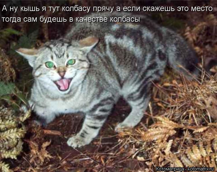 А ну кышь я тут колбасу прячу а если скажешь это место тогда сам будешь в качестве колбасы... Котоматрица: А ну кышь я тут колбасу прячу а если скажешь это место тогда сам будешь в качестве колбасы