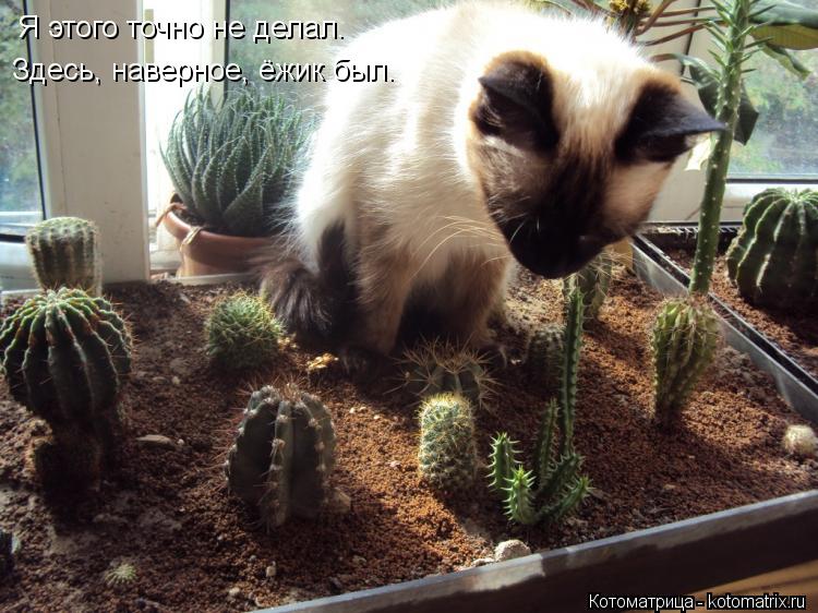Я этого точно не делал. Здесь, наверное, ёжик был.... Котоматрица: Я этого точно не делал. Здесь, наверное, ёжик был.