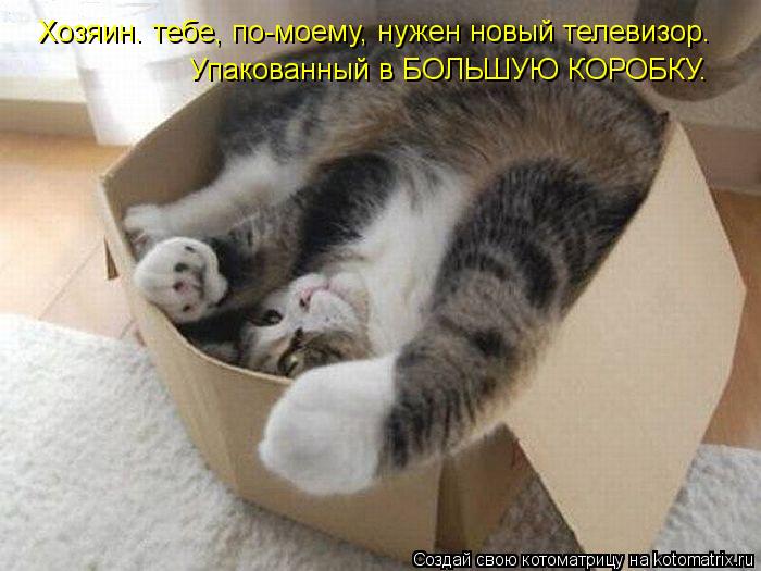 Хозяин. тебе, по-моему, нужен новый телевизор. Упакованный в БОЛЬШУЮ КОРОБКУ.... Котоматрица: Хозяин. тебе, по-моему, нужен новый телевизор. Упакованный в БОЛЬШУЮ КОРОБКУ.