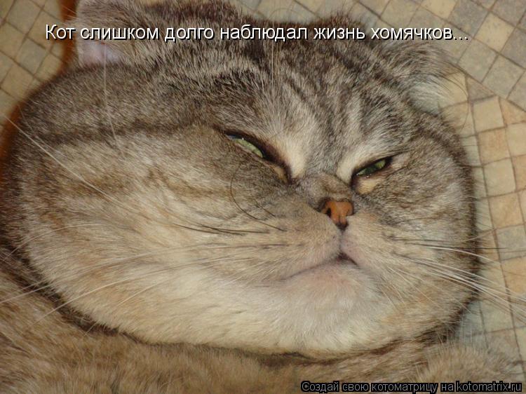Кот слишком долго наблюдал жизнь хомячков...... Котоматрица: Кот слишком долго наблюдал жизнь хомячков...
