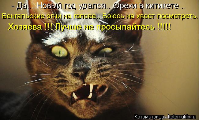 - Да... Новый год удался.. Орехи в китикете... Бенгальские огни на голове.. Боюсь на хвост посмотреть... Котоматрица: - Да... Новый год удался.. Орехи в китикете... Бенгальские огни на голове.. Боюсь на хвост посмотреть.... Хозяева !!! Лучше не просыпайтесь !!!!!