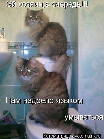 Эй,хозяин,в очередь!!! Нам надоело языком умываться... Котоматрица: Эй,хозяин,в очередь!!! Нам надоело языком умываться
