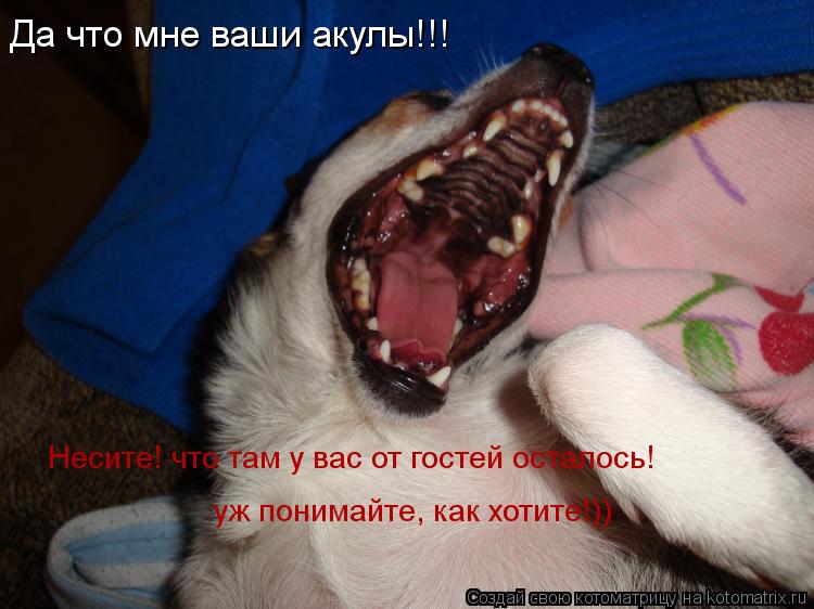 Да что мне ваши акулы!!! Несите! что там у вас от гостей осталось! уж понимайте, как хотите!))... Котоматрица: Да что мне ваши акулы!!! Несите! что там у вас от гостей осталось! уж понимайте, как хотите!))