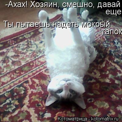 -Ахах! Хозяин, смешно, давай еще! еще! Ты пытаешь надеть мокрый тапок... Котоматрица: -Ахах! Хозяин, смешно, давай еще! еще! Ты пытаешь надеть мокрый тапок
