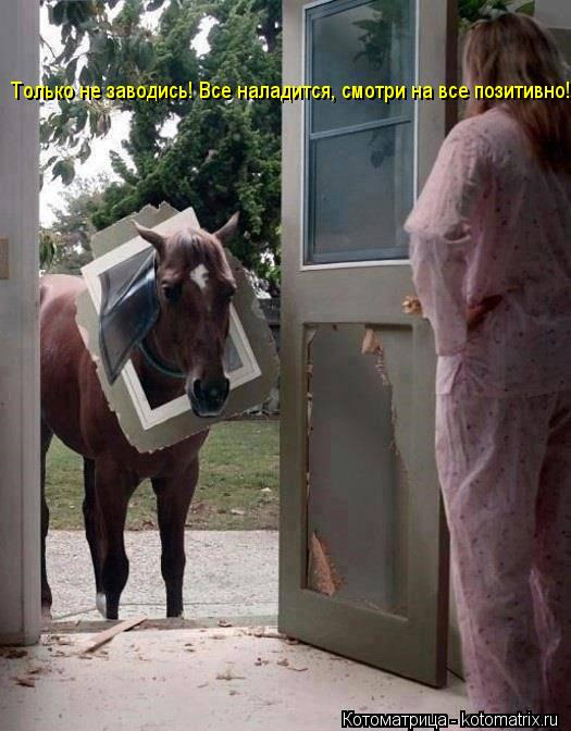 Только не заводись! Все наладится, смотри на все позитивно!... Котоматрица: Только не заводись! Все наладится, смотри на все позитивно!