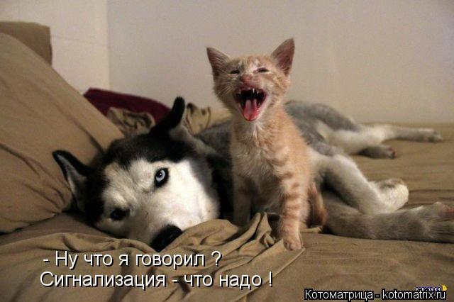 - Ну что я говорил ? Сигнализация - что надо !... Котоматрица: - Ну что я говорил ? Сигнализация - что надо !