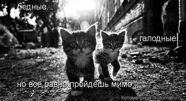 бедные... галодные... но всё равно пройдёшь мимо...... Котоматрица: бедные... галодные... но всё равно пройдёшь мимо...