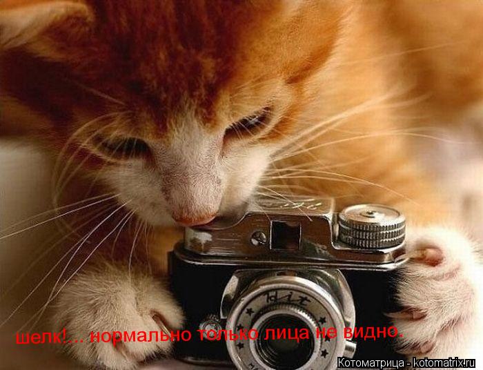 шелк!... нормально только лица не видно. шелк!... нормально только лица не видно.... Котоматрица: шелк!... нормально только лица не видно. шелк!... нормально только лица не видно.