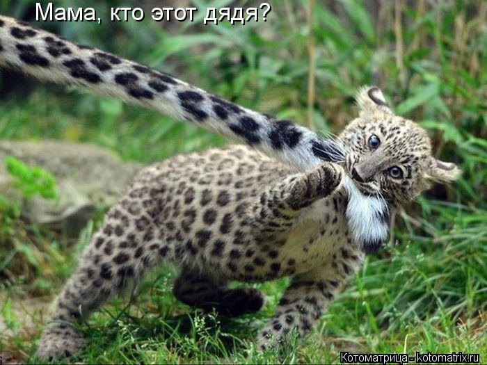 Мама, кто этот дядя?... Котоматрица: Мама, кто этот дядя?