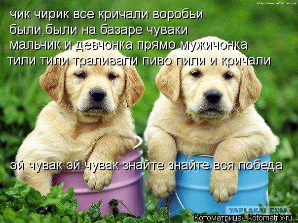 чик чирик все кричали воробьи были,были на базаре чуваки мальчик и девчонка прямо мужичонка тили ти... Котоматрица: чик чирик все кричали воробьи были,были на базаре чуваки мальчик и девчонка прямо мужичонка тили тили траливали пиво пили и кричали эй чув