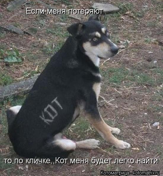 Если меня потеряют то по кличке,,Кот меня будет легко найти... Котоматрица: Если меня потеряют то по кличке,,Кот меня будет легко найти