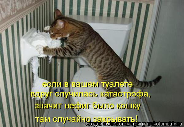 Котоматрица: если в вашем туалете вдруг случилась катастрофа, значит нефиг было кошку там случайно закрывать!