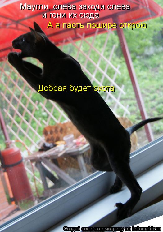 Маугли, слева заходи слева и гони их сюда Добрая будет охота А я пасть пошире открою... Котоматрица: Маугли, слева заходи слева и гони их сюда Добрая будет охота А я пасть пошире открою