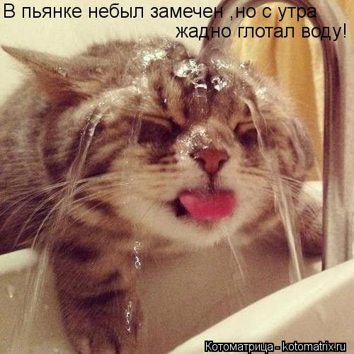 В пьянке небыл замечен ,но с утра жадно глотал воду!... Котоматрица: В пьянке небыл замечен ,но с утра жадно глотал воду!